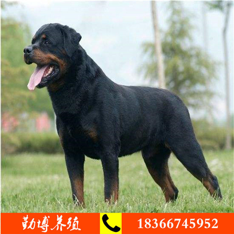 纯种罗威纳犬价格 精品德系 罗威纳犬出售 山东勤博直销